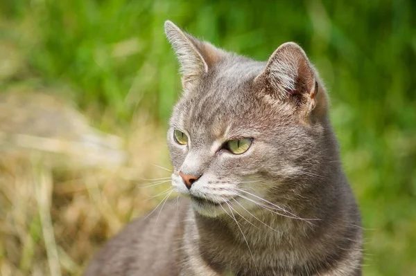 Krátkosrstý Portrét Kočky Měkkým Zaostřeným Travním Pozadím — Stock fotografie