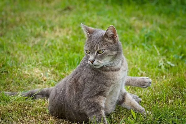 Vacker Tabby Katt Gräset Med Mjuk Fokuserat Gräs Bakgrunden — Stockfoto