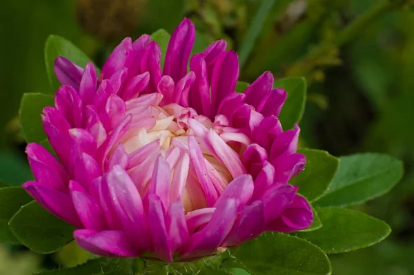 Rózsaszín Pirítósvirág Közeledik Virágzó — Stock Fotó