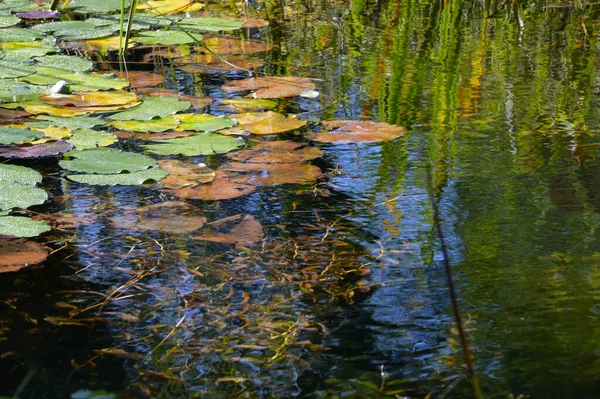Herfst Tuinvijver Met Waterleliebladeren Onderwaterplanten Kopieerruimte Geselecteerde Focus Smalle Velddiepte — Stockfoto