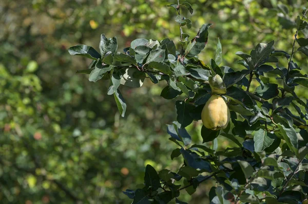 Quince Fruit Opknoping Een Boom Boomgaard Klaar Voor Oogst Kopiëren — Stockfoto