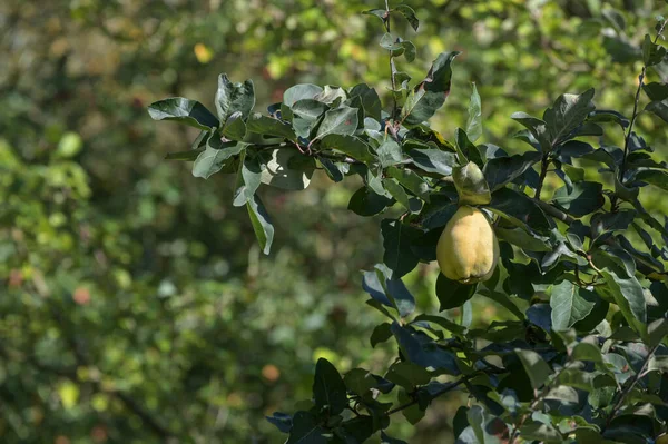 Coing Fruits Suspendus Arbre Dans Verger Prêt Pour Récolte Espace — Photo