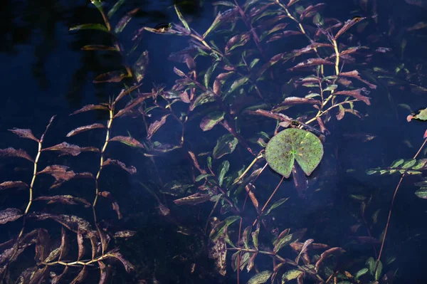 Staw Ogrodowy Jesienią Jednym Zielonym Liściem Lilii Wodnej Roślinami Podwodnymi — Zdjęcie stockowe
