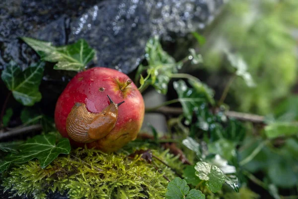 Windfall Apple Slug Lying Moss Beginning Autumn Garden Copy Space — Stock Photo, Image