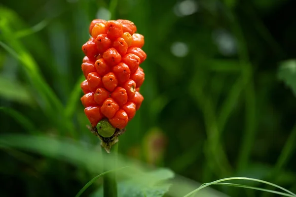 Arum Maculatum Czerwonymi Jagodami Zwane Również Kukułką Pint Lub Lords — Zdjęcie stockowe