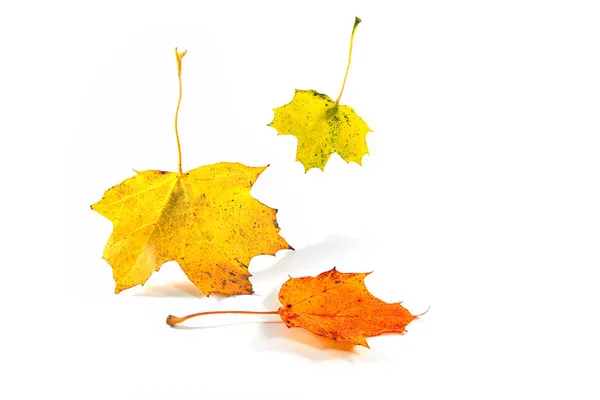 Tres Hojas Coloridas Otoño Árbol Arce Cayendo Aisladas Con Pequeñas —  Fotos de Stock