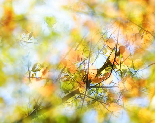 Fondo Abstracto Otoño Vista Árbol Con Hojas Coloridas Contra Cielo —  Fotos de Stock