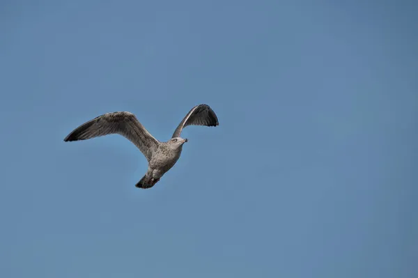 Flying Juvenile European Arerring Gull Larus Argentatus Blue Sky Symbol —  Fotos de Stock