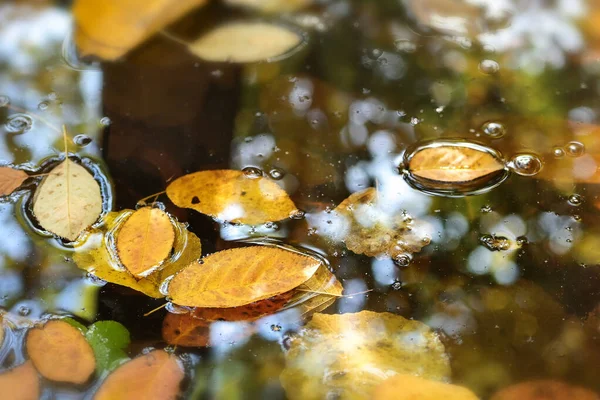 Golden Colored Autumn Leaves Have Fallen Lake Floating Water Seasonal — Stock Photo, Image