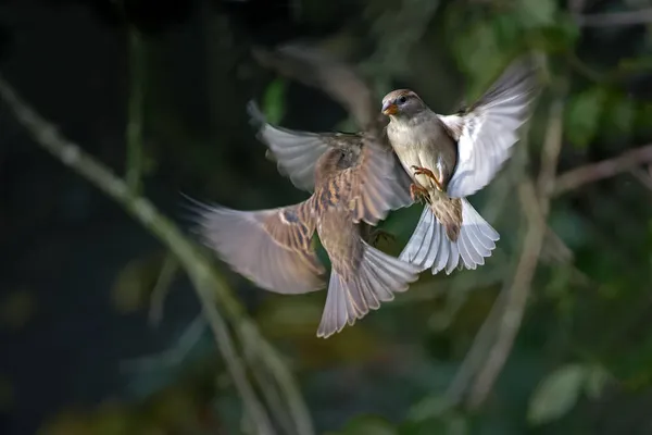 Due Uccelli Passeriformi Volanti Passeri Arborei Eurasiatici Femmina Passer Montanus — Foto Stock