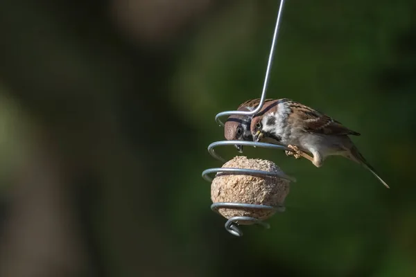 Två Manliga Eurasian Träd Sparvar Passer Montanus Äter Sida Vid — Stockfoto