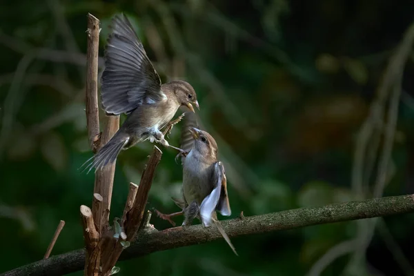 Ptačí Hádka Dvě Samice Vrabců Euroasijského Stromu Passer Montanus Bojující — Stock fotografie