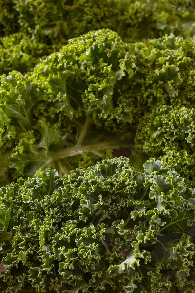 Kale Yeşil Yaprak Lahanası Kıvırcık Yaprakların Tam Kare Görüntüsü Vitamin — Stok fotoğraf