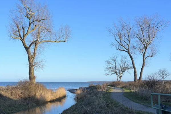 Bouche Ruisseau Coulant Entre Des Arbres Nus Dans Mer Baltique — Photo