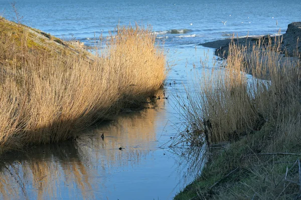Goldenes Schilf Ufer Eines Die Blaue Ostsee Fließenden Baches Redewisch — Stockfoto