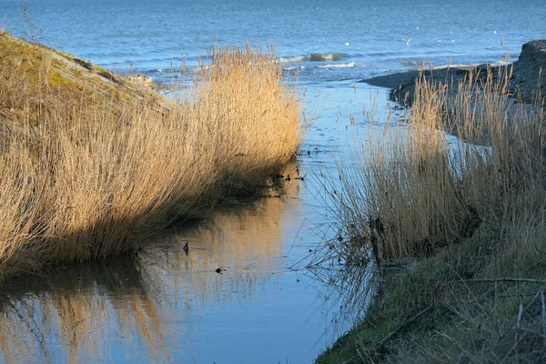 Roseaux Dorés Sur Rive Ruisseau Jetant Dans Mer Baltique Bleue — Photo