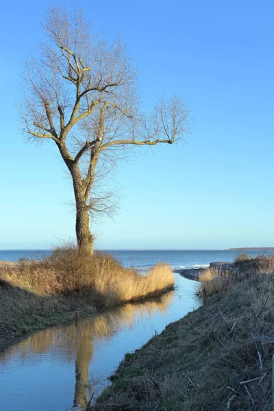 Bare Träd Vid Bäcken Mynningen Rinner Östersjön Mot Blå Himmel — Stockfoto