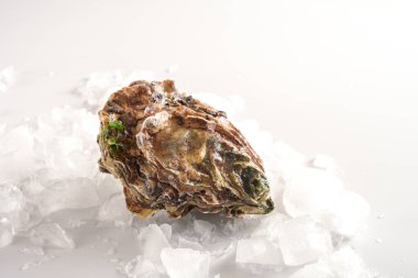 Ezilmiş buz üzerinde kapalı istiridye, balık pazarından taze taze, fotokopi alanı ile aydınlık arka plan, seçilmiş odak, dar alan derinliği