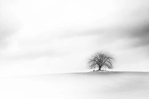 Ensamt Naket Träd Ett Snöfält Vintern Mot Mulen Himmel Svartvitt — Stockfoto