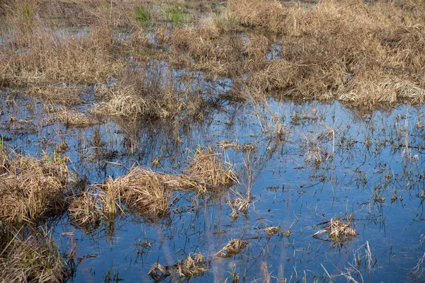 Flooded Meadow Continuous Heavy Rain Soil Can Longer Absorb Much — Stock Photo, Image