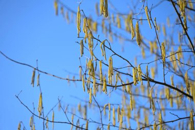 Çiçek açan fındık ağacı (Corylus avellana), mavi gökyüzüne karşı polen taşıyan sarı erkek katkinleri, ilkbaharda arılar için ilk besin, ama alerjik insanlar için bir sorun, seçilmiş odak, dar alan derinliği