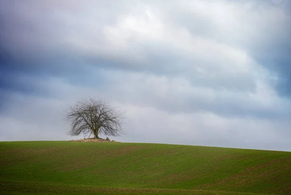 Árbol Desnudo Simple Campo Verde Bajo Cielo Nublado Amplio Paisaje —  Fotos de Stock