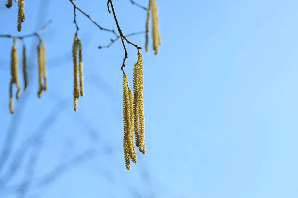 春天里 在蓝色的天空下 将雄性猫挂在开着花的普通榛子灌木上 黄花粉会引起过敏 复制空间 选择焦点 狭窄的田野深度 — 图库照片