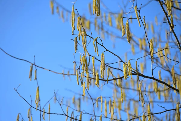 在蓝天的映衬下 花常见的淡紫色灌木 Corylus Avellana 带花粉的黄色雄性猫 春天的第一食物 但对过敏的人来说是个问题 选定的焦点 狭窄的田野深度 — 图库照片