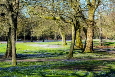 Baharda eski ağaçlar ve çimlerde çiçek açan bir sürü timsahla park et mevsimlik doğa manzarası, fotokopi alanı seçilmiş dar alan derinliği.