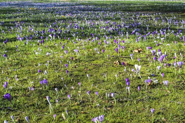 Prairie Printanière Pleine Crocus Fleurs Fond Naturel Saisonnier Espace Copie — Photo