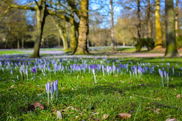 Crocos Florescendo Parque Com Árvores Velhas Primavera Paisagem Sazonal Espaço — Fotografia de Stock