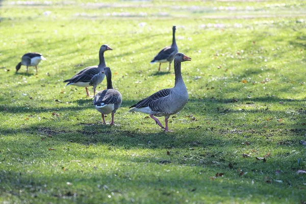 德国卢贝克市一个公园里阳光充足的草地上的野生灰鹅 Anser Anser 感染禽流感的危险 复制空间 选定的焦点 狭窄的田野深度 — 图库照片