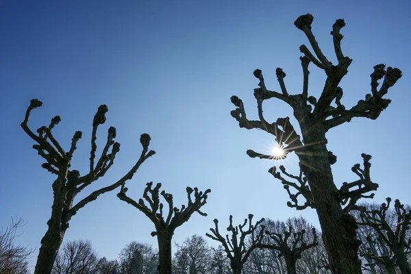 Gruppo Tigli Topiari Silhouette Con Stella Solare Contro Cielo Blu — Foto Stock