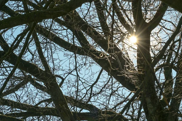 Slunce Hvězda Svítí Přes Tmavé Spletené Větve Holého Stromu Proti — Stock fotografie