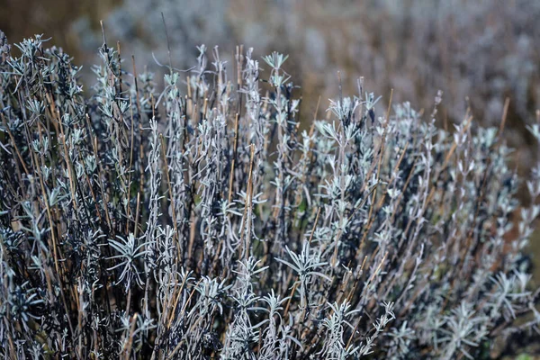 Snittade Lavendelbuskar Med Grått Bladverk Vintern Eller Våren Kopieringsutrymme Valt — Stockfoto