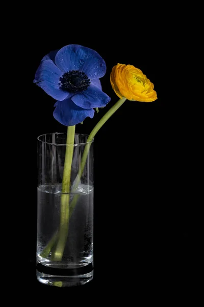 在黑暗中 两朵蓝色和黄色的兰花作为乌克兰国旗的象征 在一个黑色背景的玻璃瓶中 复制空间 选定焦点 — 图库照片