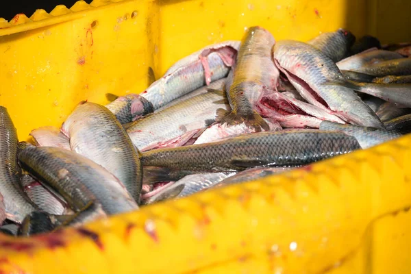 Freshly Gutted Herring Yellow Box Fishing Boat Selected Focus Narrow — Stock Photo, Image