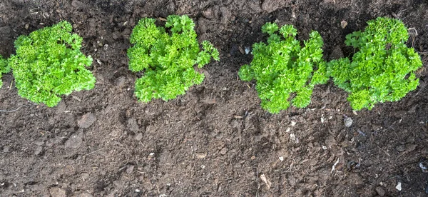 Plantas Salsa Uma Fileira Plantada Uma Cama Ervas Preparadas Com — Fotografia de Stock