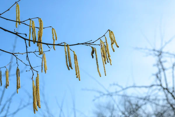 Żółte Samce Kociaków Pyłkiem Pospolitej Leszczyny Corylus Avellana Tle Błękitnego — Zdjęcie stockowe