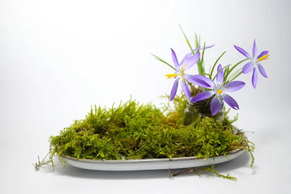 Přírodní Jarní Časová Úprava Zahrady Kvetoucími Krokusy Mechem Talíři Světle — Stock fotografie