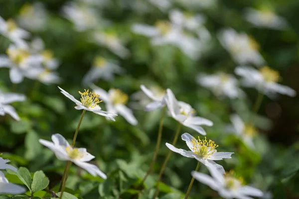 Blommor Blommande Vitsippor Anemonoides Nemorosa Med Vita Kronblad Och Gula — Stockfoto