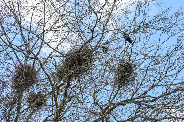 Nids Oiseaux Construits Par Une Colonie Tour Sommet Grand Arbre — Photo