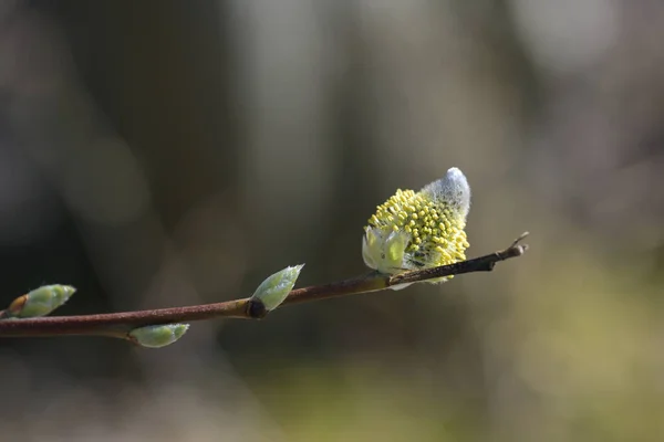 Dal Üzerinde Sarı Polen Olan Willow Catkin Doğada Güzel Ama — Stok fotoğraf