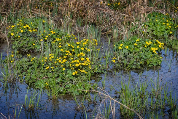 Almofadas Calêndulas Pântano Flor Caltha Palustris Com Flores Amarelas Águas — Fotografia de Stock