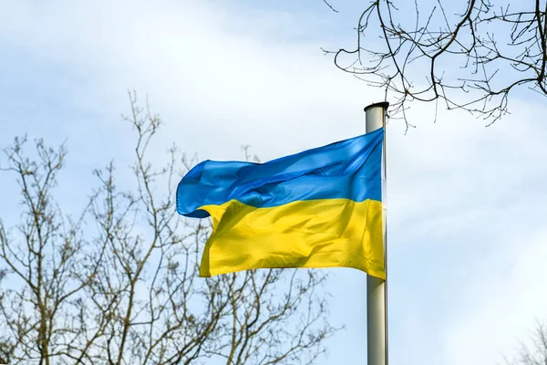 Ağaçlar arasında dalgalanan mavi ve sarı çizgili Ukrayna bayrağı bulutlu gökyüzü, kopyalama alanı, seçilmiş odak, dar alan derinliği