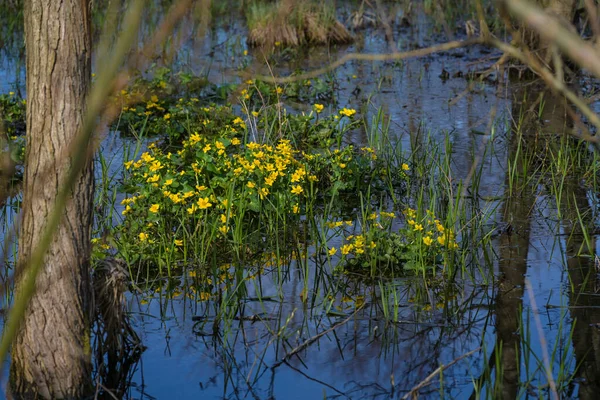 Marigolds Pântano Flor Amarela Caltha Palustris Primavera Flores Claras Água — Fotografia de Stock
