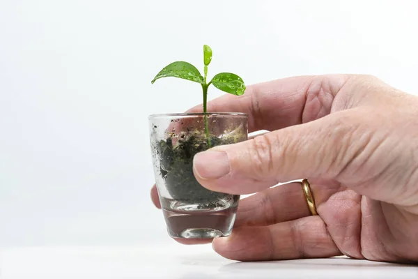 Mão Segurando Uma Planta Cultivada Sementes Limoeiro Copo Pequeno Planta — Fotografia de Stock