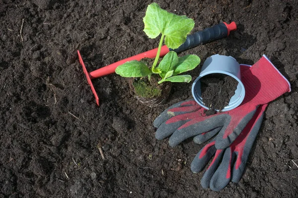 Plántulas Calabacín Maceta Rastrillo Rojo Guantes Jardinería Suelo Fértil Oscuro — Foto de Stock