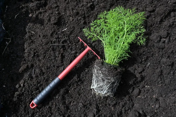 Planta Eneldo Verde Rastrillo Rojo Suelo Compost Fértil Oscuro Listo — Foto de Stock