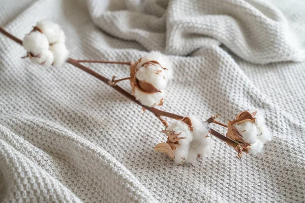 Branch Cotton Balls Neutral Colored Fabric Concept Sustainable Fair Eco — ストック写真